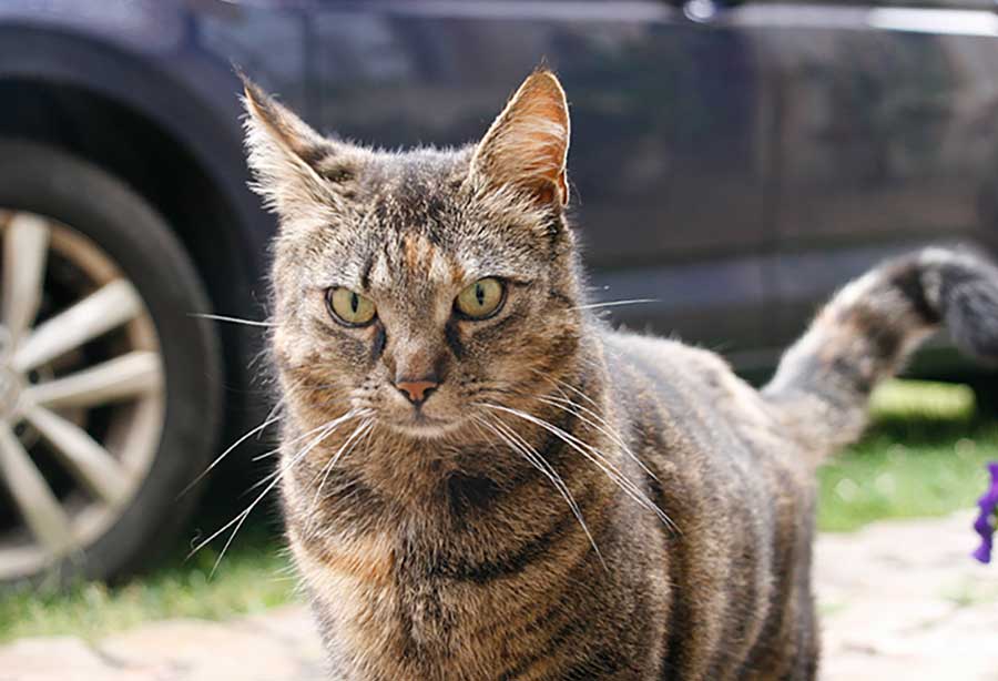 Katze auf dem Gelände
