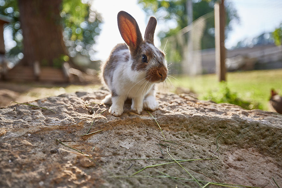 Weitere Eindrücke der Tiere